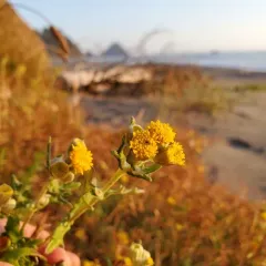 seaside woolly sunflower thumbnail 2