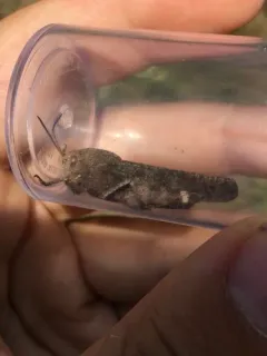 Autumn Yellow-winged Grasshopper thumbnail 1