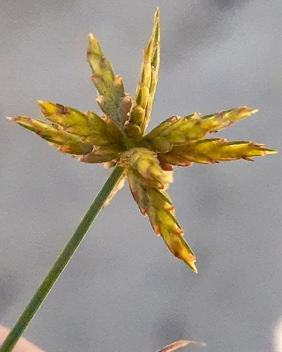 Gray's Flatsedge