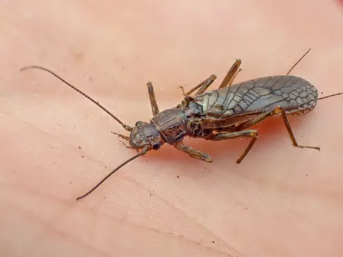 Truncate Springfly