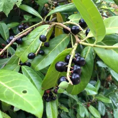 Cherry laurel thumbnail 1