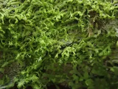 Whiskered Veilwort thumbnail 1