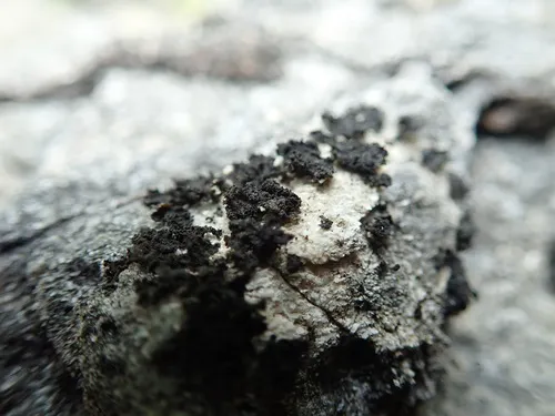 Crumpled Rock Tarpaper Lichen