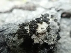 Crumpled Rock Tarpaper Lichen thumbnail 1
