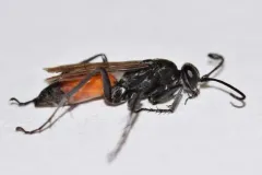 Anoplius semirufus thumbnail 3