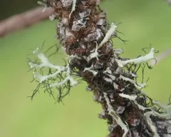 Elegant Fringe Lichen thumbnail 3