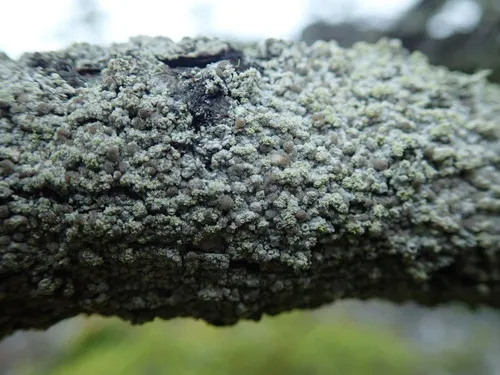 Coccotrema pocillarium