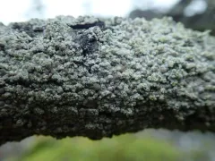 Coccotrema pocillarium thumbnail 1