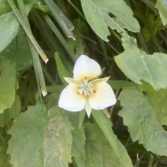 Baker's Mariposa Lily thumbnail 4