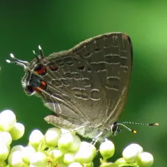 Striped Hairstreak thumbnail 2