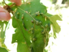 Neuroterus floccosus thumbnail 2