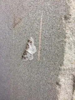 Light Carpet Moth thumbnail 2