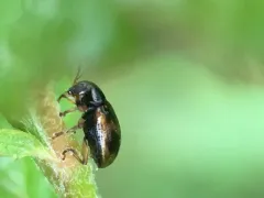 Four-marked Oval Leaf Beetle thumbnail 4
