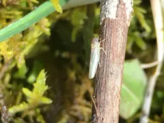Hebata alboneura thumbnail 2