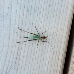 Pine Tree Cricket thumbnail 4
