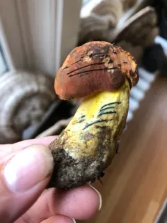 Lanmaoa carminipes thumbnail 2