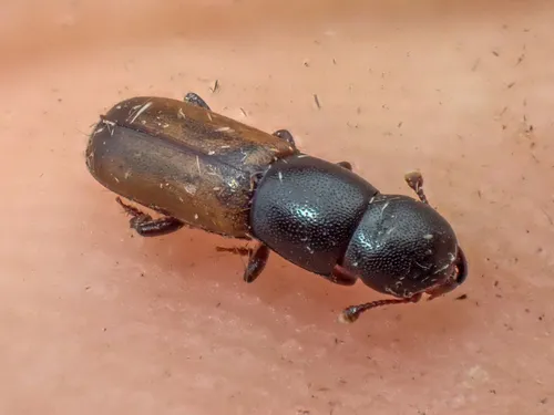 Pityophagus rufipennis