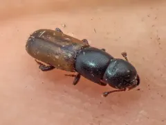 Pityophagus rufipennis thumbnail 1