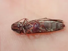 Striated False Darkling Beetle thumbnail 2