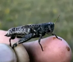 Huron Short-winged Locust thumbnail 1