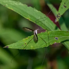 Tipula sayi thumbnail 1