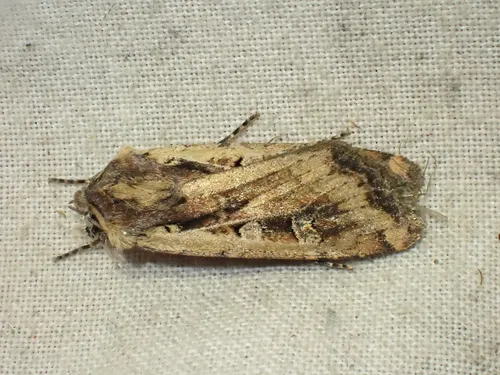 Euxoa perexcellens