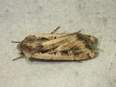Euxoa perexcellens thumbnail 1