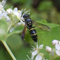 Bramble Mason Wasp thumbnail 1