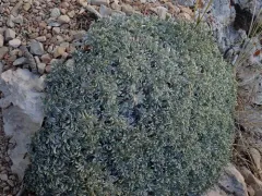 Summer Milkvetch thumbnail 3