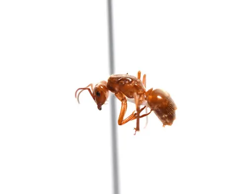 Less Shady Fuzzy Ant