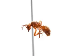Less Shady Fuzzy Ant thumbnail 1