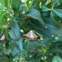 Box Tree Moth thumbnail 3