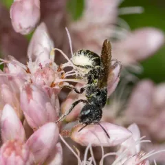 Leavitt's Armored-Resin bee thumbnail 2