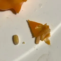 Pepper Maggot thumbnail 4