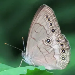 Appalachian Brown thumbnail 2