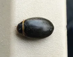 Graphoderus occidentalis thumbnail 1