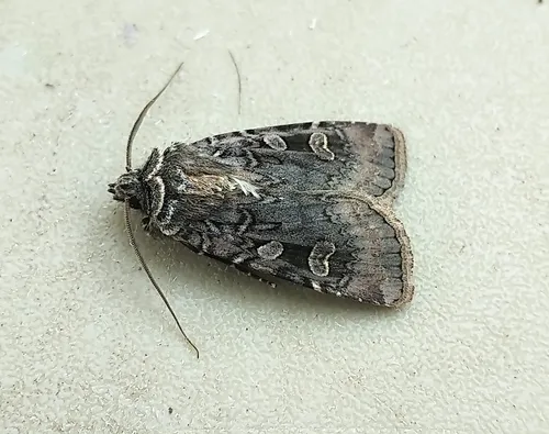 Clear Dart