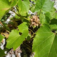 grape filbert gall thumbnail 3