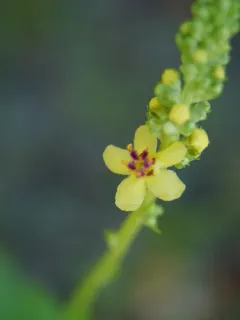 Dark Mullein thumbnail 2