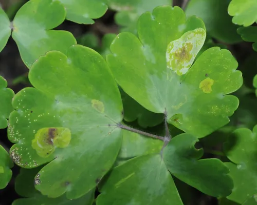 Phytomyza aquilegiana