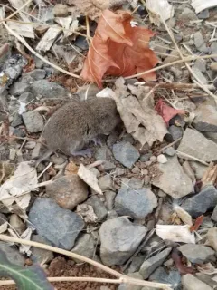 Western Red-backed Vole thumbnail 2