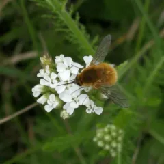 grasshopper bee fly thumbnail 3