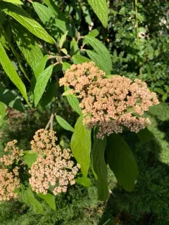 Leatherleaf viburnum thumbnail 2