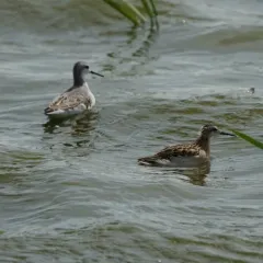 Wilson's Phalarope thumbnail 4