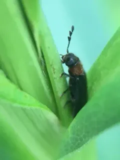 Thoracic Checkered Beetle thumbnail 2