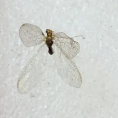 X-marked Green Lacewing thumbnail 3