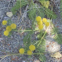 dune tansy thumbnail 1