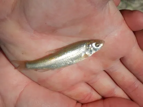 Plains Minnow