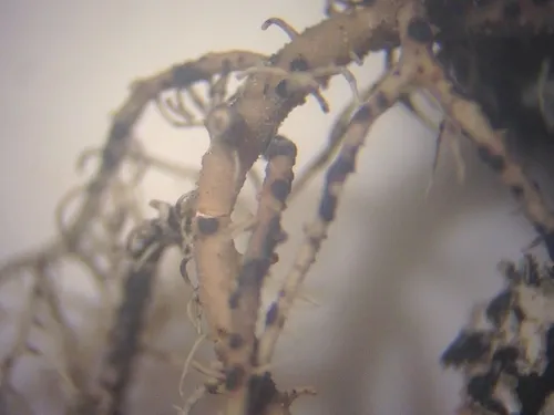 Abrothallus usneae