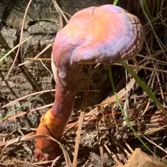 golden reishi thumbnail 2